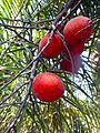 Wodyetia bifurcata ripe fruits 02