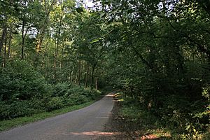 Wood Lane in Tugby Wood - geograph.org.uk - 208342.jpg