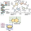 0322 DNA Nucleotides