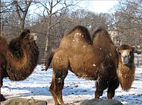 2009 FranklinParkZoo camels Boston