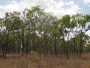 Acacia bidwillii in savannaii