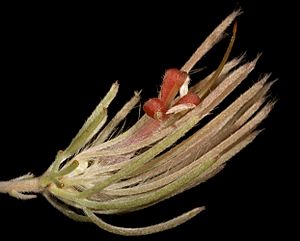 Adenanthos oreophilus - Flickr - Kevin Thiele.jpg
