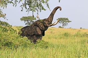 African elephant (Loxodonta africana) feeding