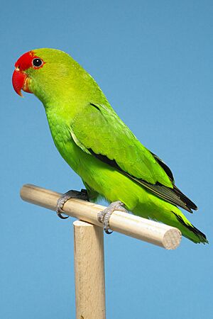 Agapornis taranta - Bergpapagei - Wildfarbig - Deutscher Kanarien- und Vogelzüchterbund (DKB) - Vogelbund - Johann Alexi.jpg