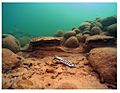 Almiranta (El Gallo Indiano) Shipwreck Site