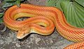 Amelanistic Stripe Corn Snake