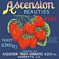Ascension-beauties-fabled-labels-archive