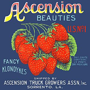 Ascension-beauties-fabled-labels-archive