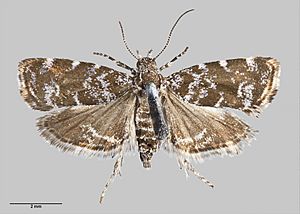 Asterivora chatuidea (Clarke, 1926) Female AMNZ14053.jpg