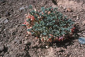 Astragalus beatleyae
