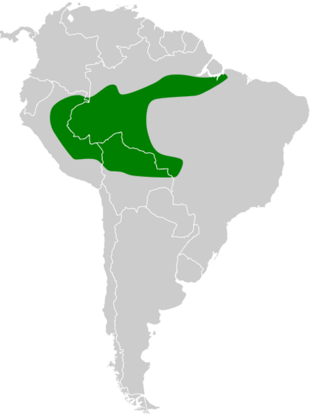 Attila bolivianus map
