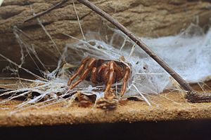 AustralianMuseum spider specimen 21