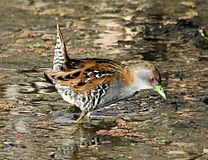 Baillon's crake.jpg