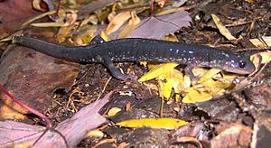 Baxter-creek-salamander-gsmnp1