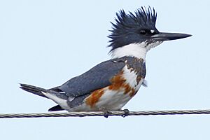 Belted Kingfisher - Ceryle alcyon, Big Cypress National Preserve, Ochopee, Florida