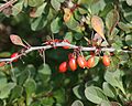 Berberis thunbergii fruits