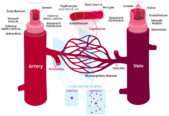 Diagram of arteries, veins, and capillaries.