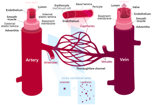 Blood vessels-en