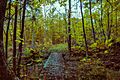 Boardwalk at Lake Gogebic State Park (29940616062)