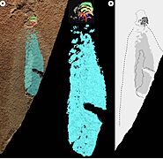 Body fossil of Panderodus from the waukesha biota
