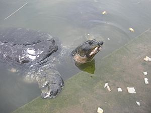 Bostami Turtle