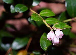 BoxHuckleberry