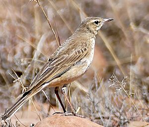 Buffy Pipit (Anthus vaalensis) (32193166550), crop.jpg