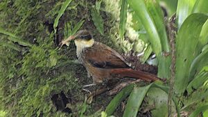 Buffy Tuftedcheek (Pseudocolaptes lawrencii) (5771957543).jpg