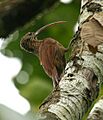 Campylorhamphus trochilirostris -NW Ecuador-8