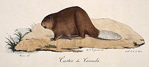 Canadian Beaver - Castor du Canada