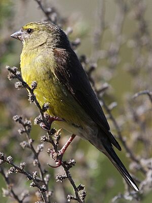 Cape Siskin, Rooi Els, South Africa.jpg