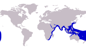 Carangoides chrysophrys distribution.png