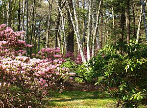 Case Estates, Weston, MA - Rhododendron Garden