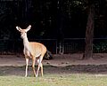 Cervus eldii Zoo Praha 2011-6