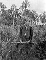 Charley Cypress Seminole Everglades