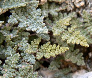 Cheilanthes feei 4