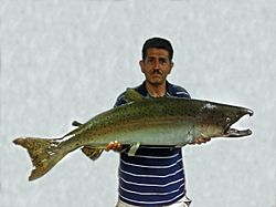 Chinook salmon found by Roger Castillo on San Tomas Aquino Creek mid-Oct. 1996