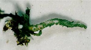 Cladonia macilenta bacil (EU)