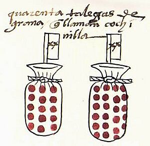 Codex Mendoza folio 43r Detail-Cochineal Dye