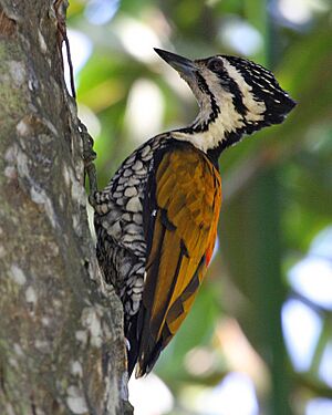 Common flameback Facts for Kids