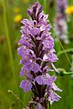 Common Spotted Orchid, Pentwyn Farm, Penallt