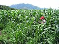 Corn field in San Bartolo