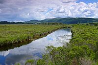 Cors Fochno - Borth Bog - geograph.org.uk - 4066492.jpg