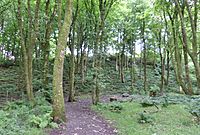Courtshaw Wood, Castle Semple, Lochwinnoch, Ayrshire