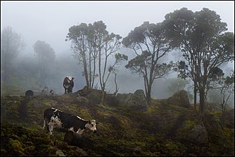 Cows in the Fog (7722843860)