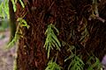Crepidomanes venosum