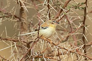 Cricket Longtail - Desert - Western Sahara of Morocco.jpg