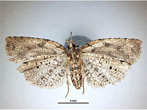 Ctenopseustis obliquana female ventral
