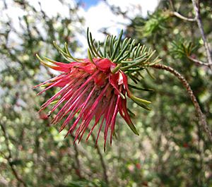 Darwinia masonii (澳洲國家植物園 Australian National Botanic Gardens, Canberra).jpg