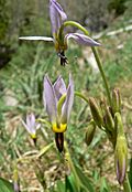 Dodecatheon redolens 4.jpg
